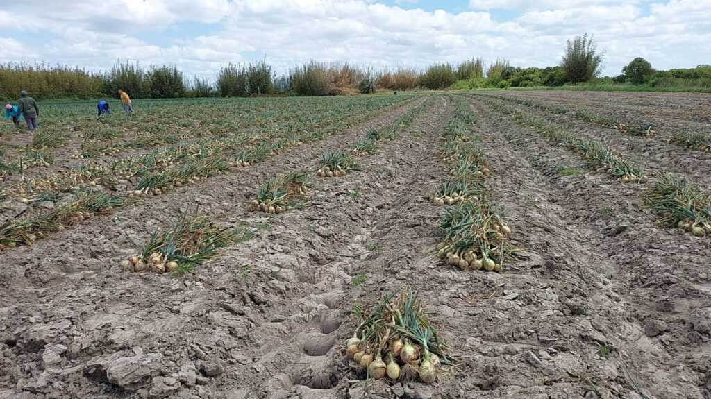 São José do Norte busca fortalecer a agricultura familiar com Programa de Segurança Alimentar