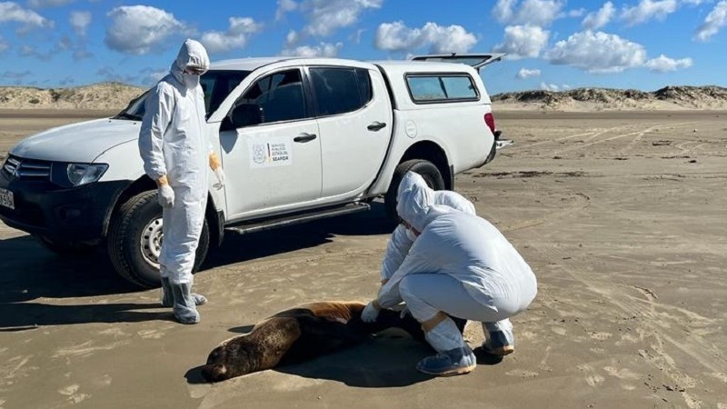 Gripe aviária: governo gaúcho dá orientações para quem for viajar ao litoral no feriadão