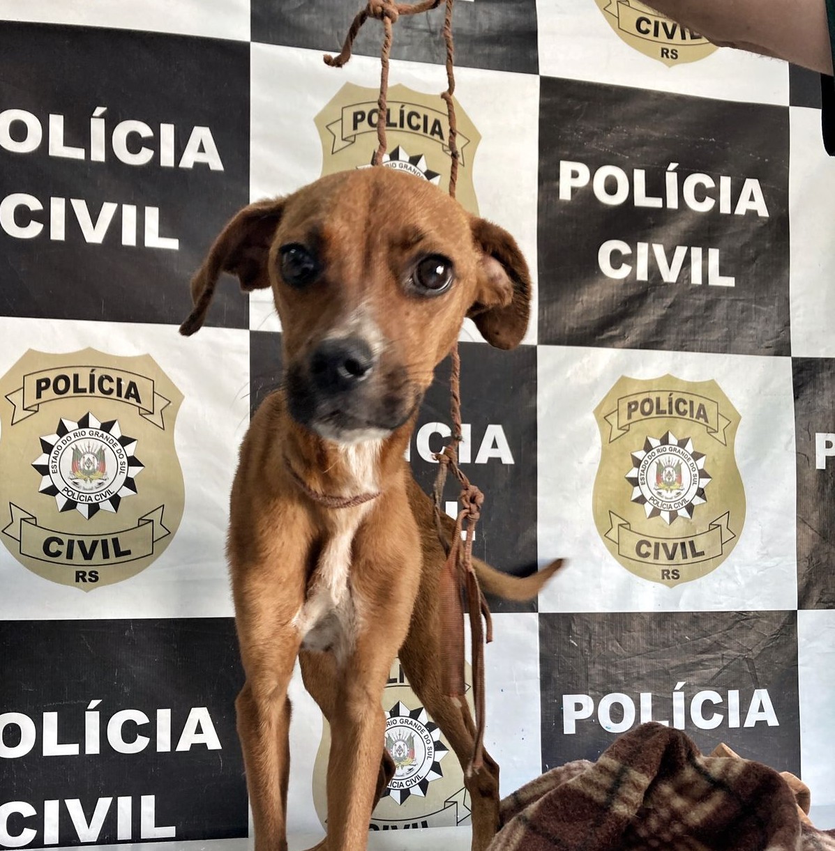 Secretaria da Causa Animal resgata cachorro de maus tratos; tutor foi preso