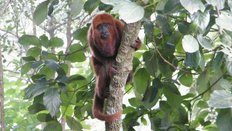 Saúde alerta para nova circulação de febre amarela em macacos no RS