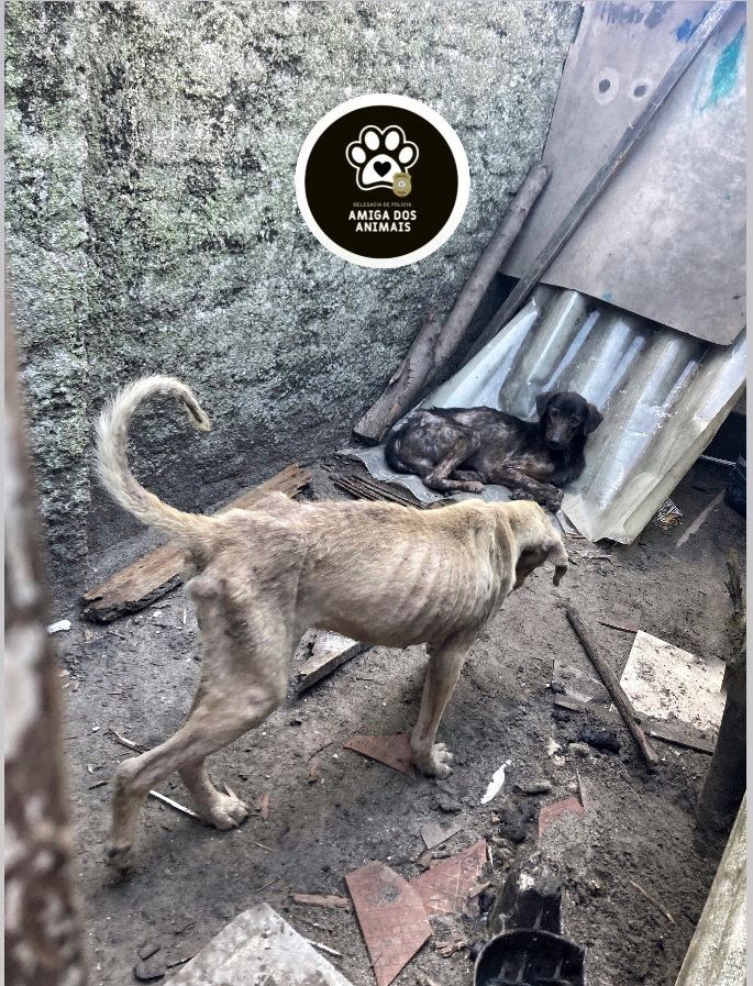 PC prende duas pessoas por crueldade contra cães em Rio Grande