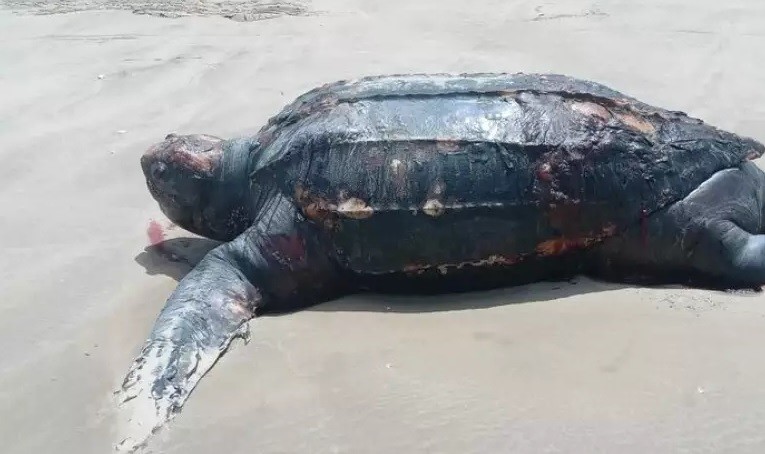 Defesa Civil encontra centenas de animais marinhos mortos na Praia do Cassino