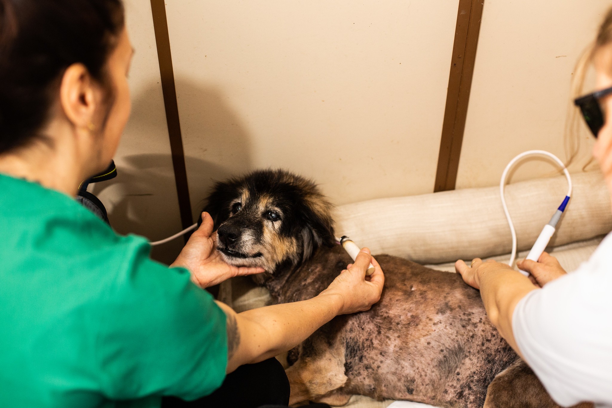 Projeto auxilia na recuperação de animais idosos do Canil de Pelotas