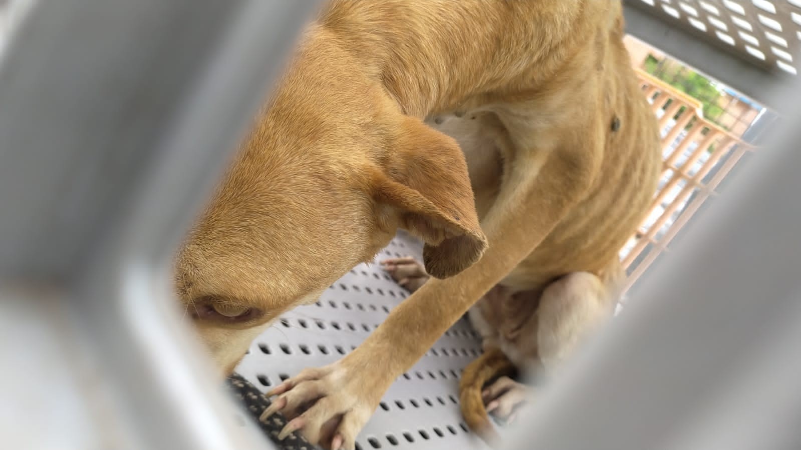 PC e Causa Animal resgatam mais duas cadelas vítimas de maus-tratos em Rio Grande