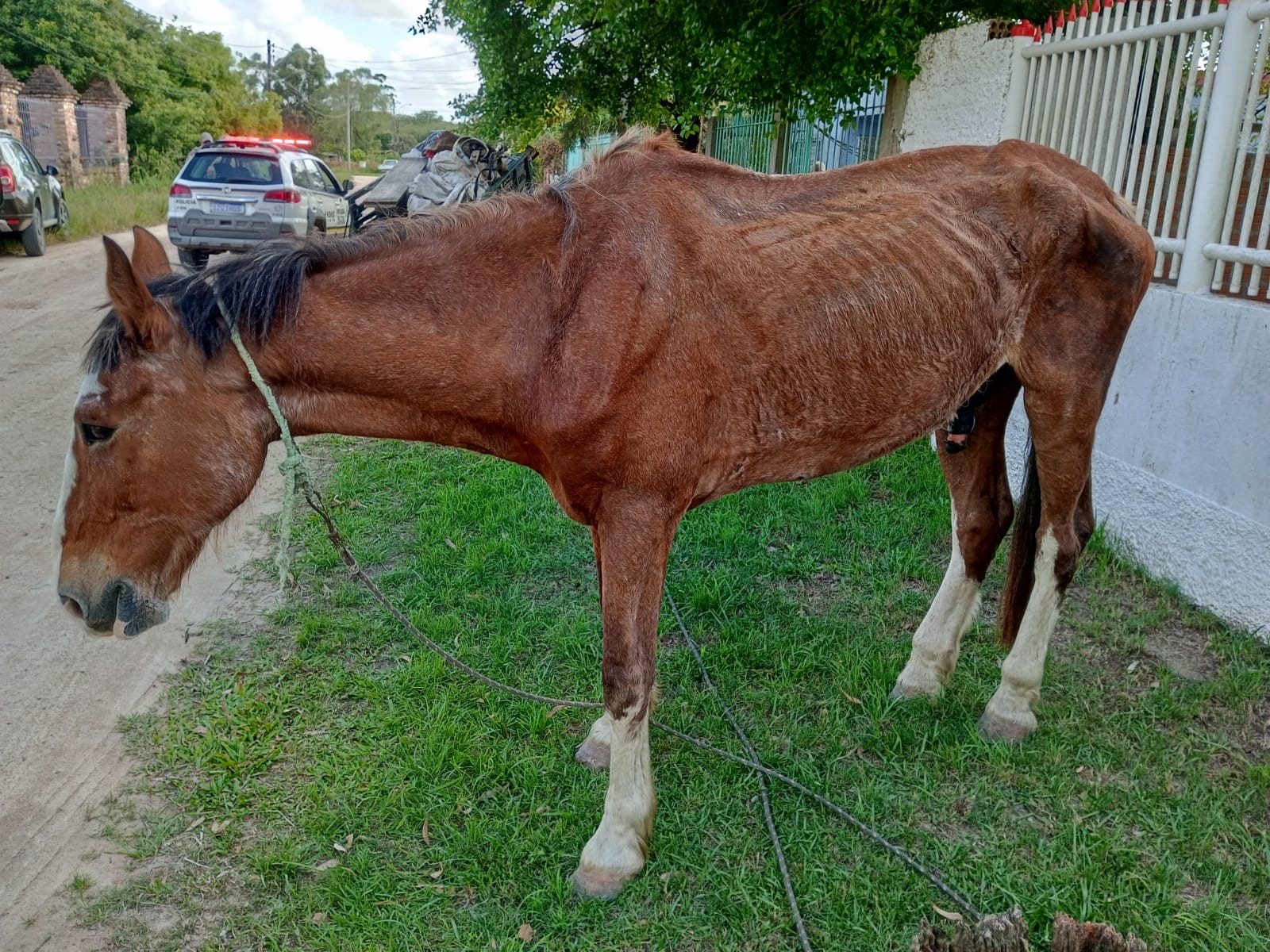 Cavalo é recolhido em situação de maus-tratos em Rio Grande