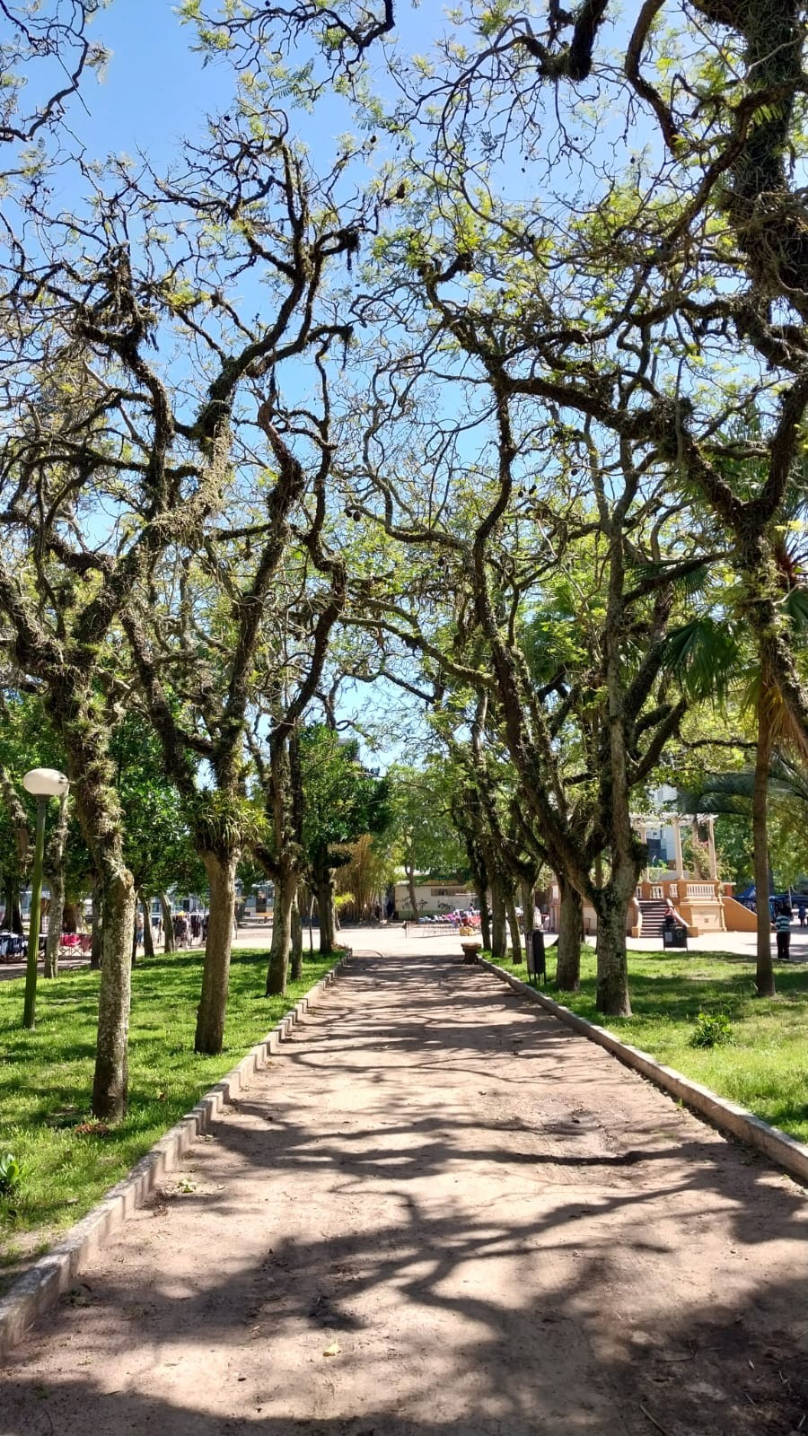 ProArbo: Rio Grande tem mais de 6 mil árvores mapeadas