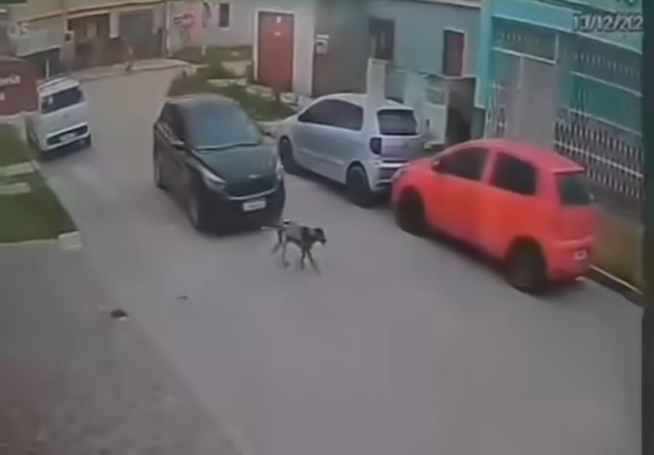 Polícia Civil investiga mulher que atropelou e matou cachorro "Pamelo" na quarta-feira (13) em Rio Grande
