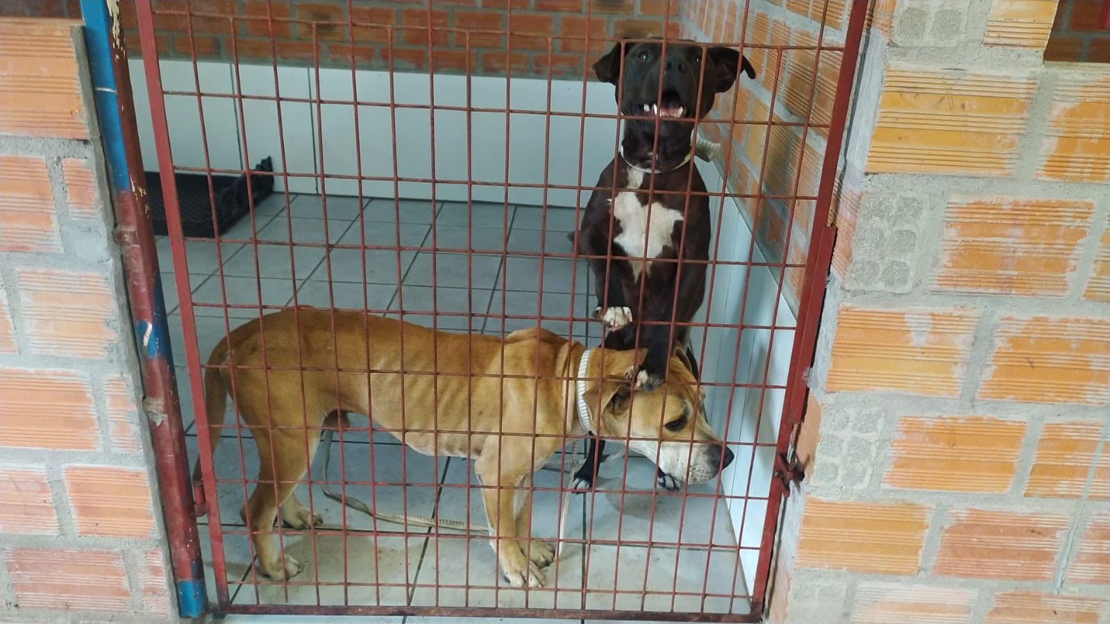 Em cumprimento de mandado na Castelo Branco, animais são encontrados em situação de maus-tratos