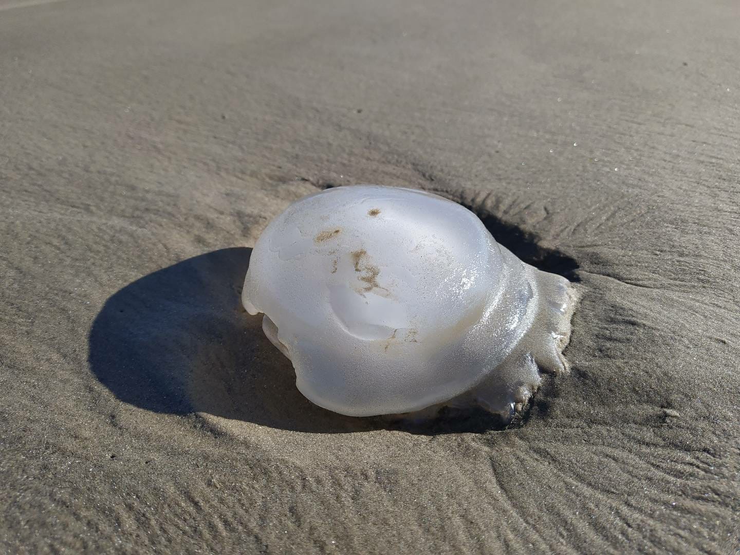 Mais de 400 queimaduras por água viva foram registradas no Cassino neste domingo (7)