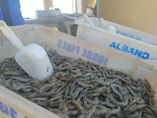 Após grandes volumes de chuva em 2023, Rio Grande avalia condições para a Safra do Camarão