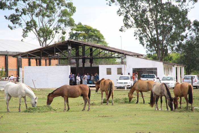Prefeitura de Pelotas doa 155 equinos em quatro anos