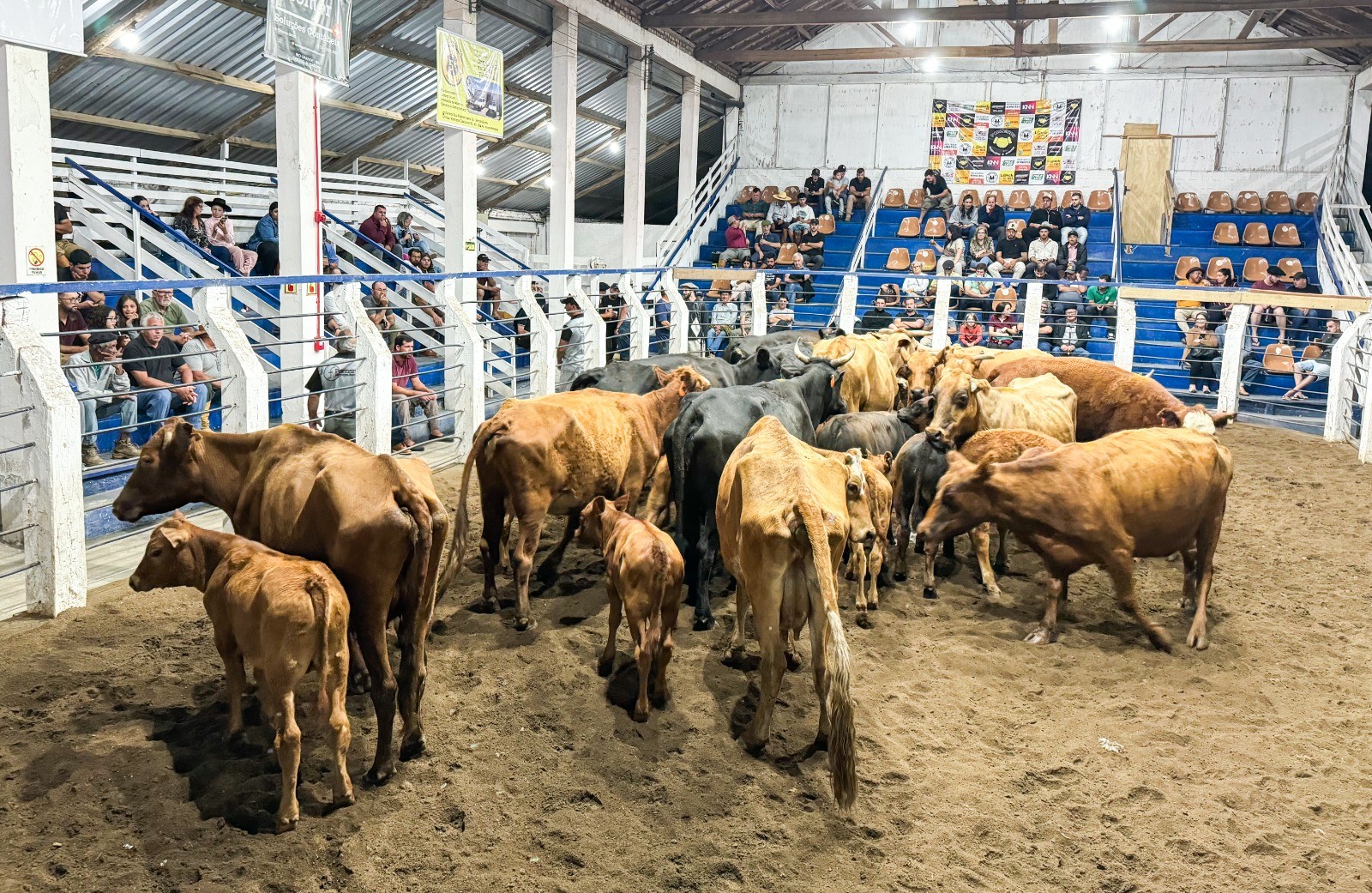 Último remate de gado de 2024 reúne produtores e movimenta o Sindicato Rural do Rio Grande