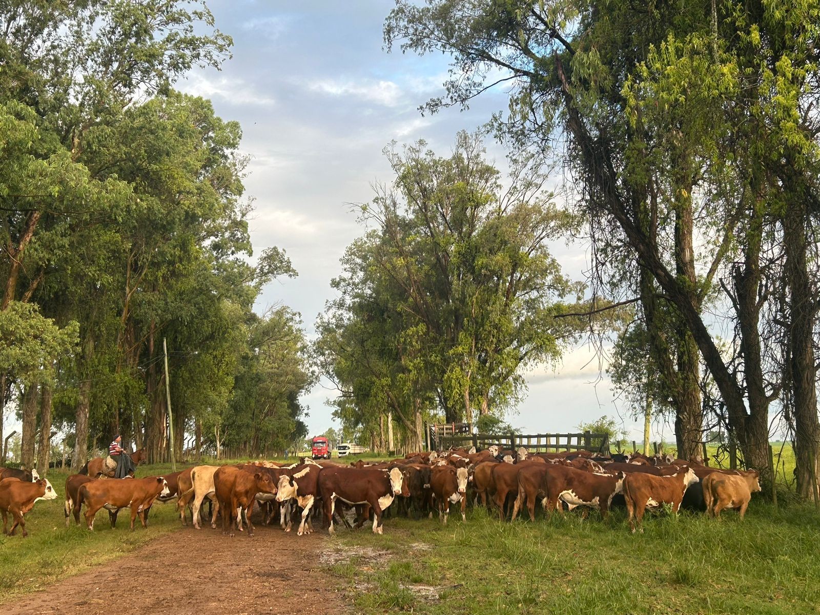 Polícia Civil cumpre mandados de busca e apreensão por golpes milionários em negociações de gado