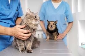 Prefeitura de São José do Norte registra aumento nas castrações de animais em 2024