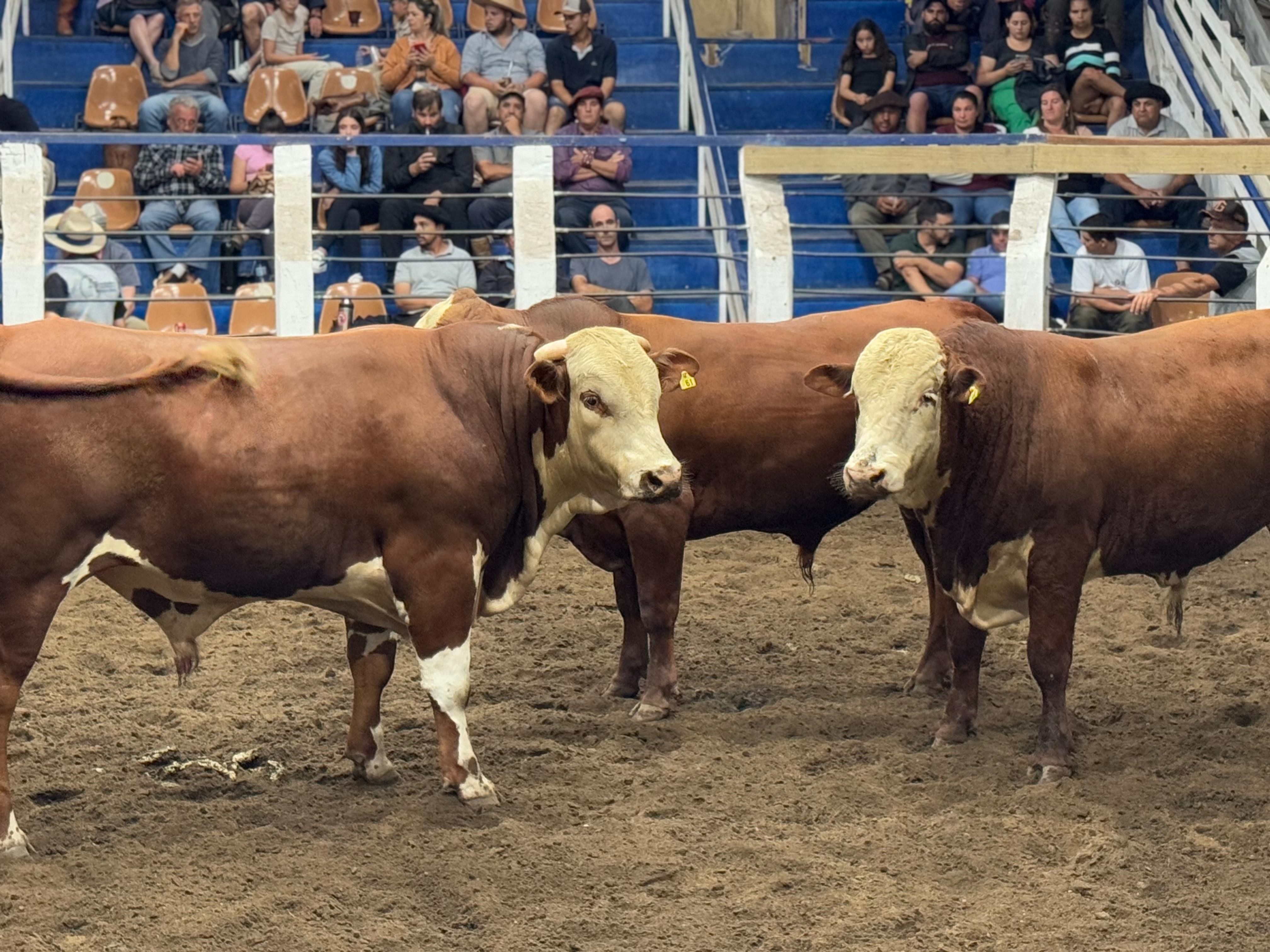 Primeiro Remate de Gado Geral acontece no Sindicato Rural do Rio Grande nesta terça (14)