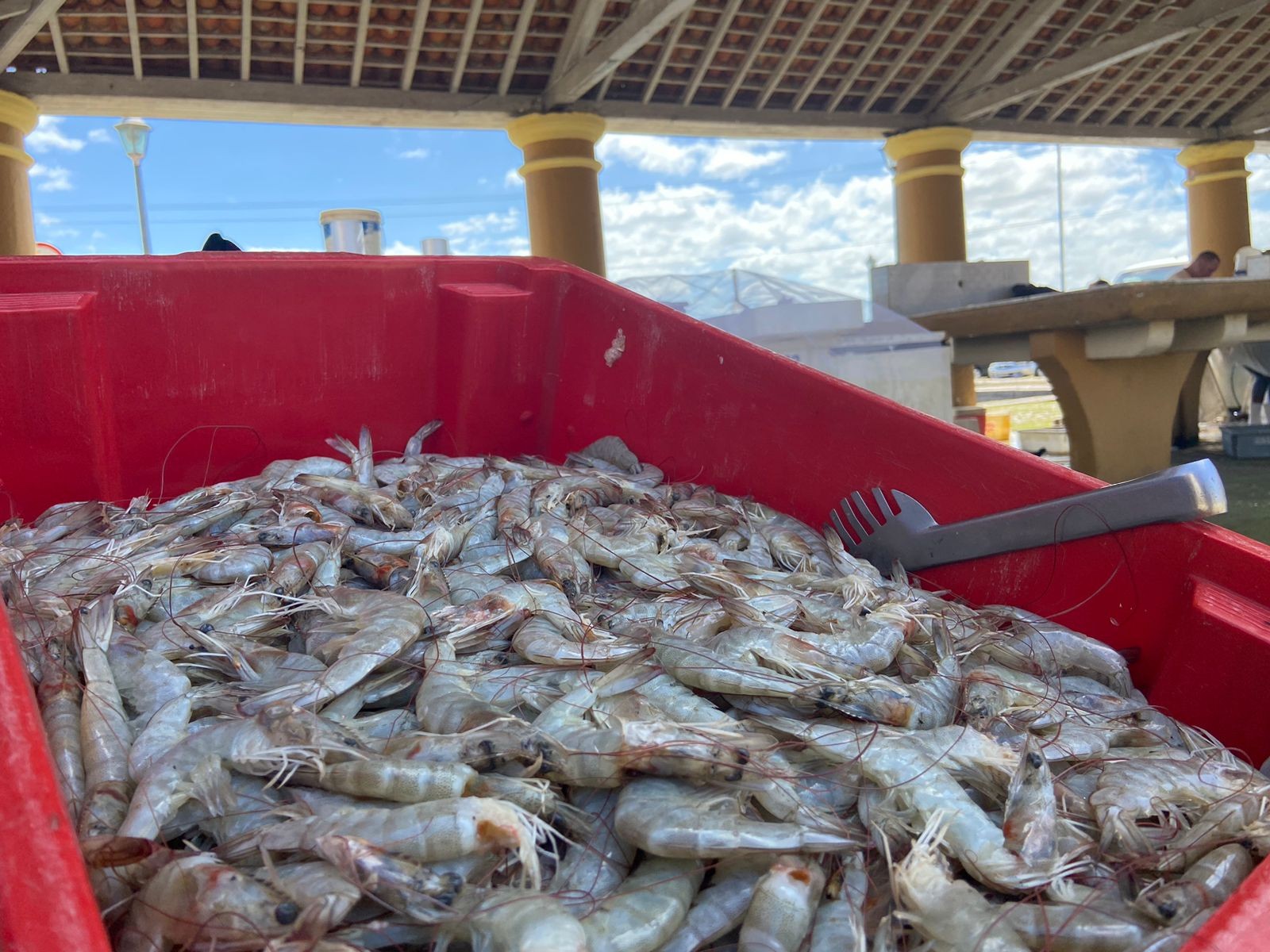Enquanto não tiver um controle da pesca predatória não vamos ter uma boa safra, defende presidente da Colônia de Pescadores Z-1