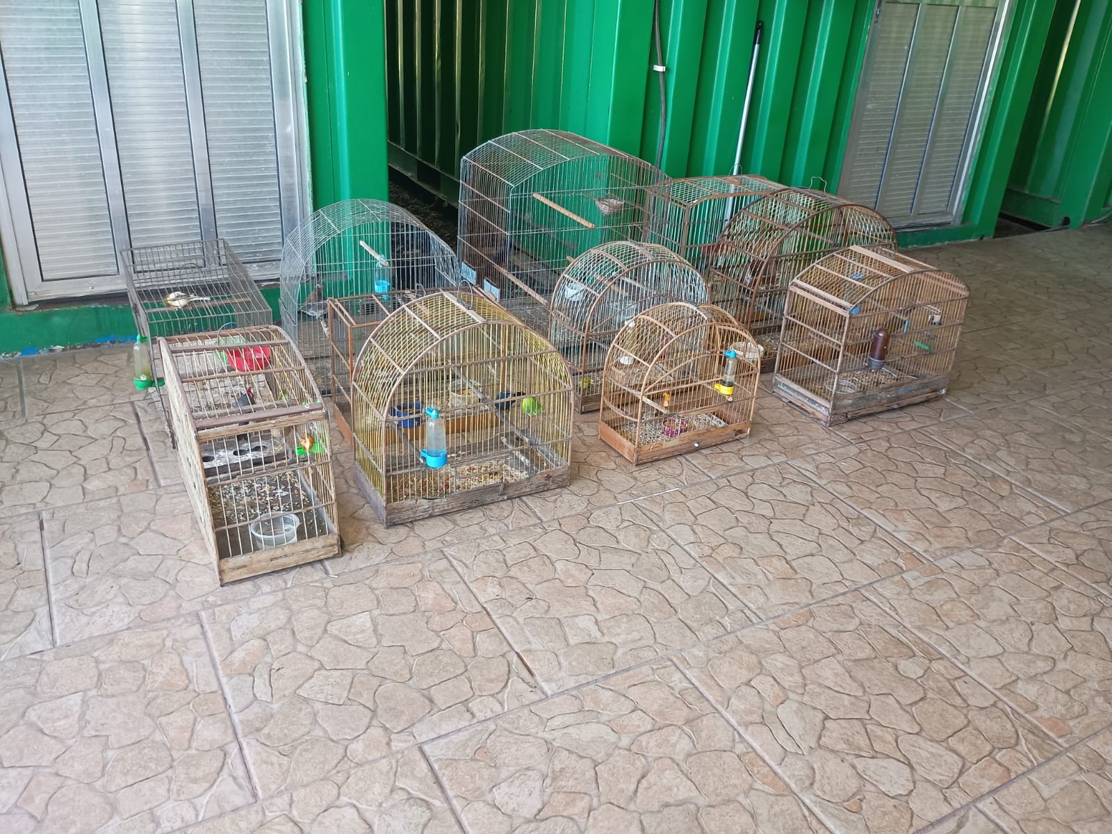 Patram resgata aves silvestres em situação de maus-tratos na Vila Quinta