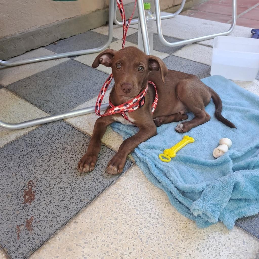 16 filhotes de cães têm novo lar após Feirinha de Adoção no Cassino