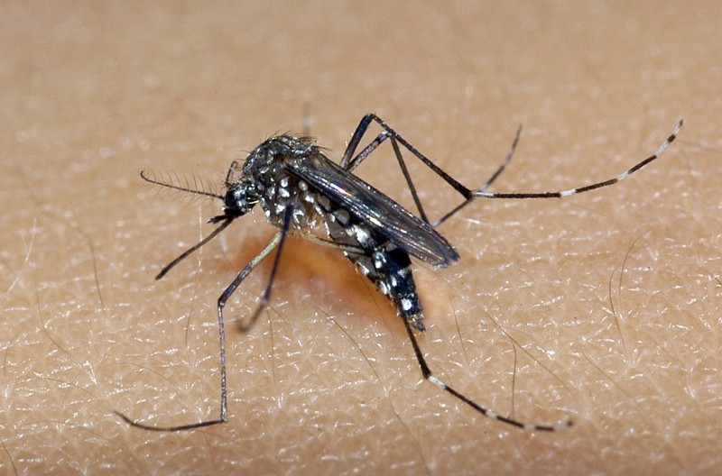 Rio Grande segue sem novos casos de Dengue, mas focos do mosquito aumentam 