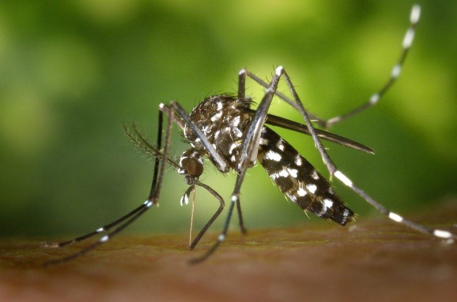 Boletim da dengue aponta 274 focos do Aedes aegypti em 35 localidades de Rio Grande