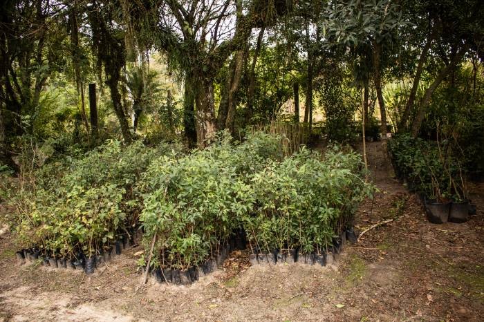 Prefeitura de Pelotas inicia distribuição de mudas nativas para incentivar arborização urbana
