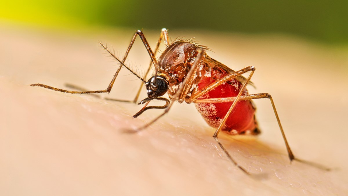 Rio Grande registra sete casos de Dengue
