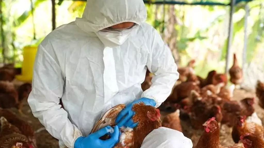  Vigilância Sanitária monitora trabalhadores expostos a animais infectados pela gripe aviária no RS