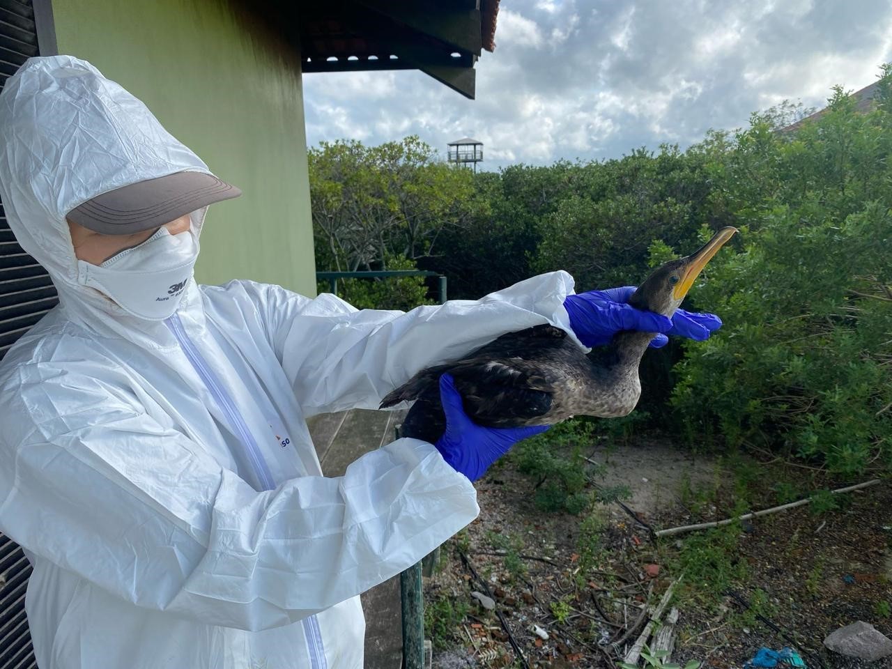 Atuação da FURG: Casos de Gripe Aviária no RS reacendem alerta sobre riscos da doença no Brasil