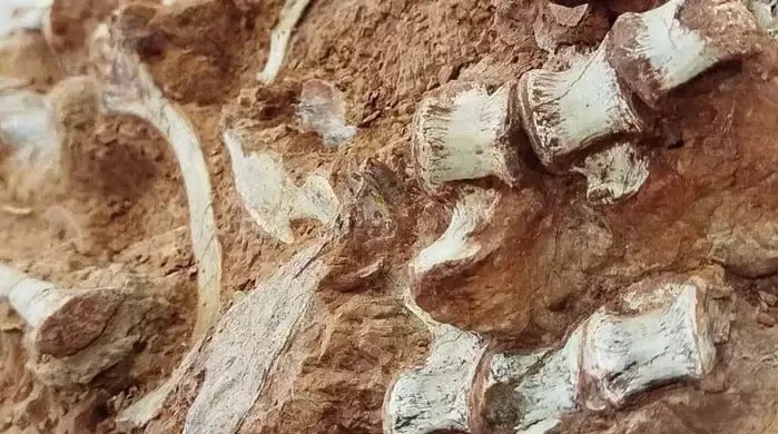 Fóssil de dinossauro de 233 milhões de anos é encontrado no RS