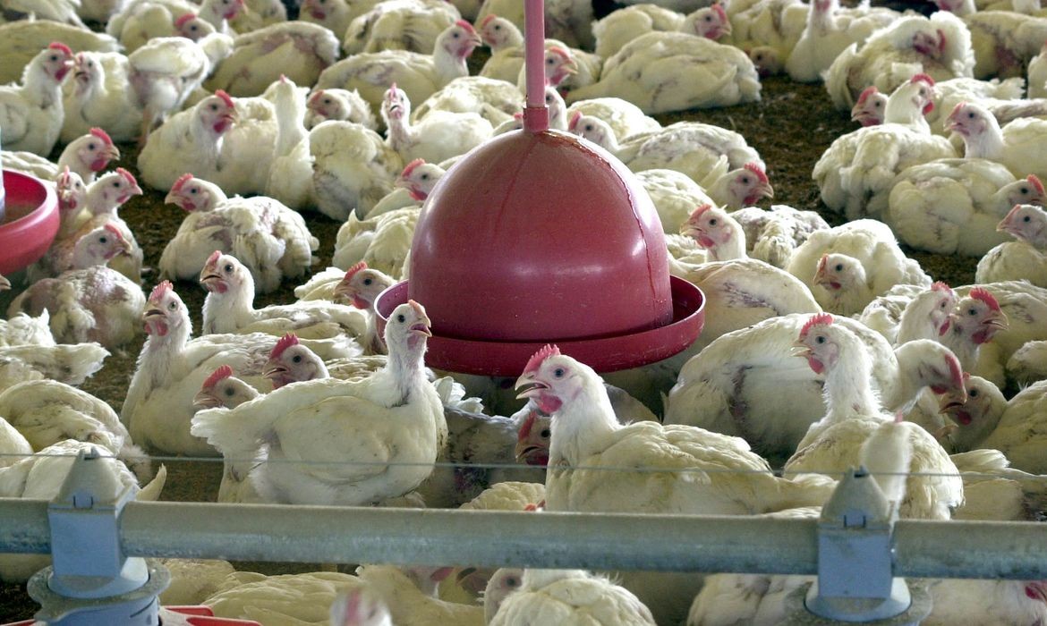 Novos casos de doença aviária no RS foram descartados pelo Ministério da Agricultura 