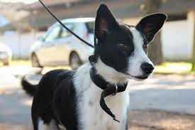 Cerca de 50 cães aguardam um lar em Pelotas