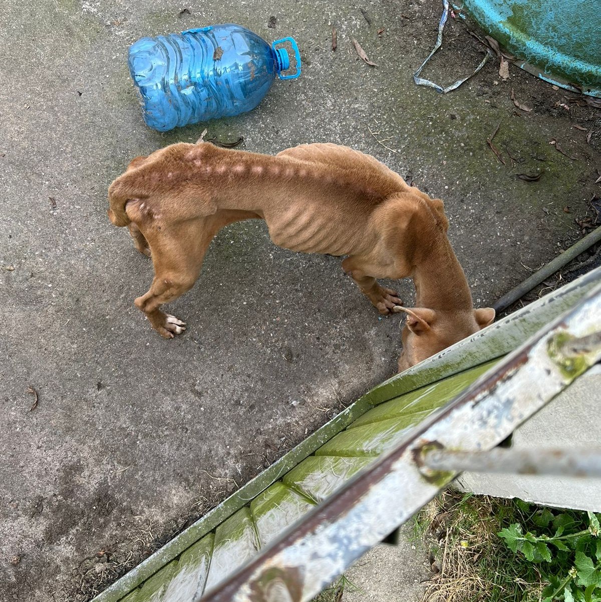 Animal é resgatado de situação de maus-tratos na Vila Braz, em Rio Grande