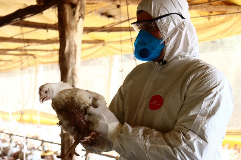 Secretaria de Agricultura do Estado inicia barreiras sanitárias para conter focos da doença Newcastle