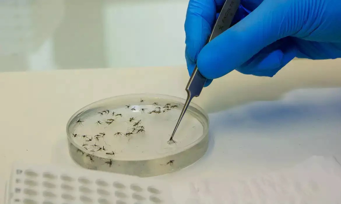 Primeiras mortes por febre Oropouche são registradas no Brasil