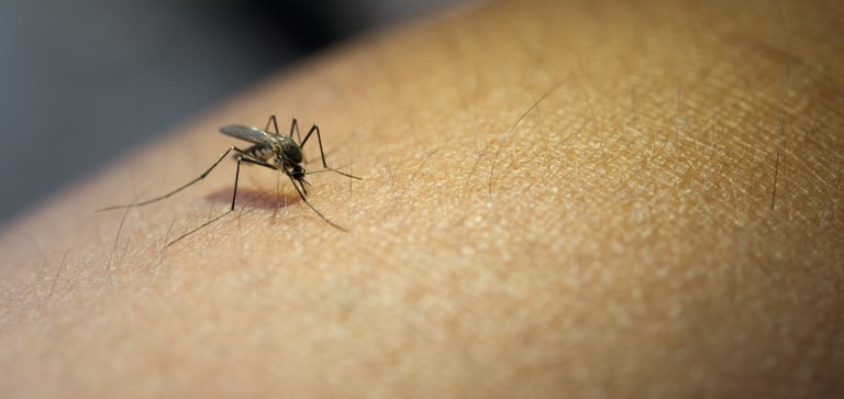 Rio Grande registra 89 casos positivos de Dengue em 2024