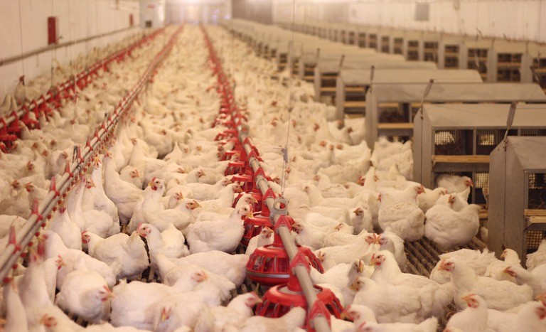 Ministério da Agricultura declara fim do estado de emergência zoossanitária no RS