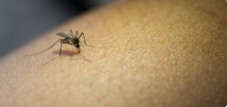 Casos de dengue permanecem estáveis em Rio Grande