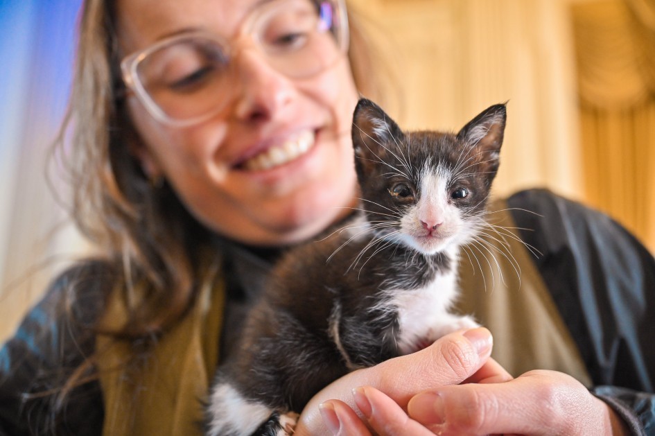 Governo do RS lança programa emergencial de apoio a abrigos de cães e gatos em parceria com municípios