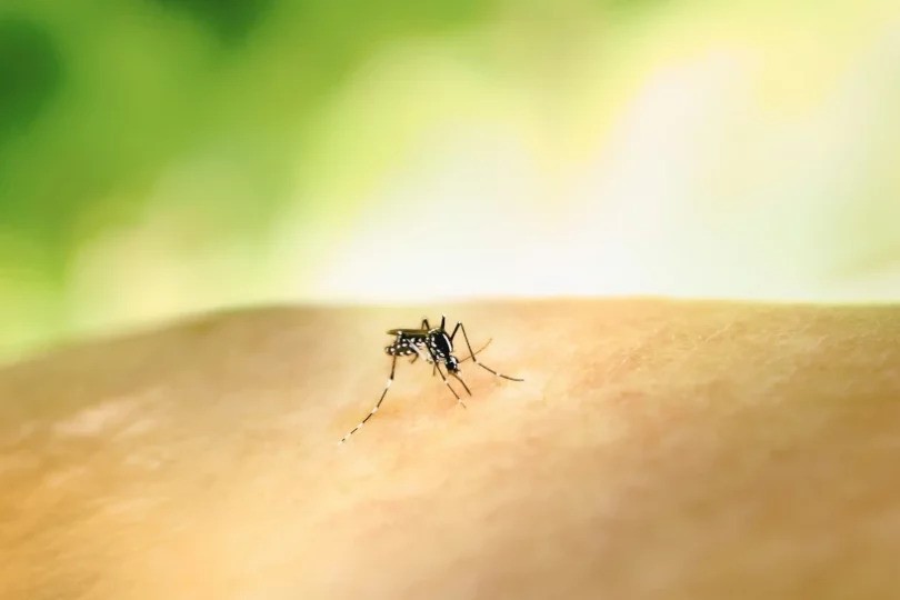 Rio Grande contabiliza 90 casos positivos de Dengue desde janeiro