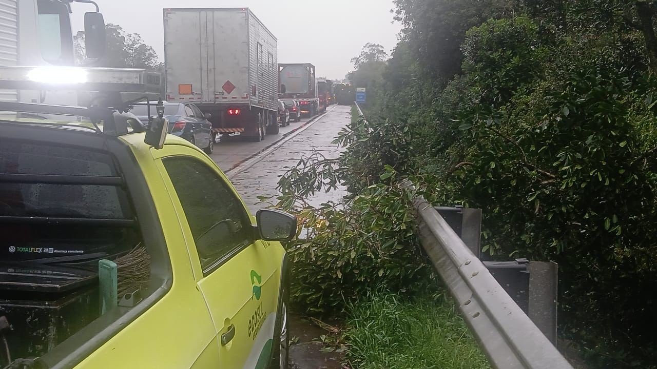 Bloqueio total: trânsito na BR-116 é interrompido após queda de árvore e fios 