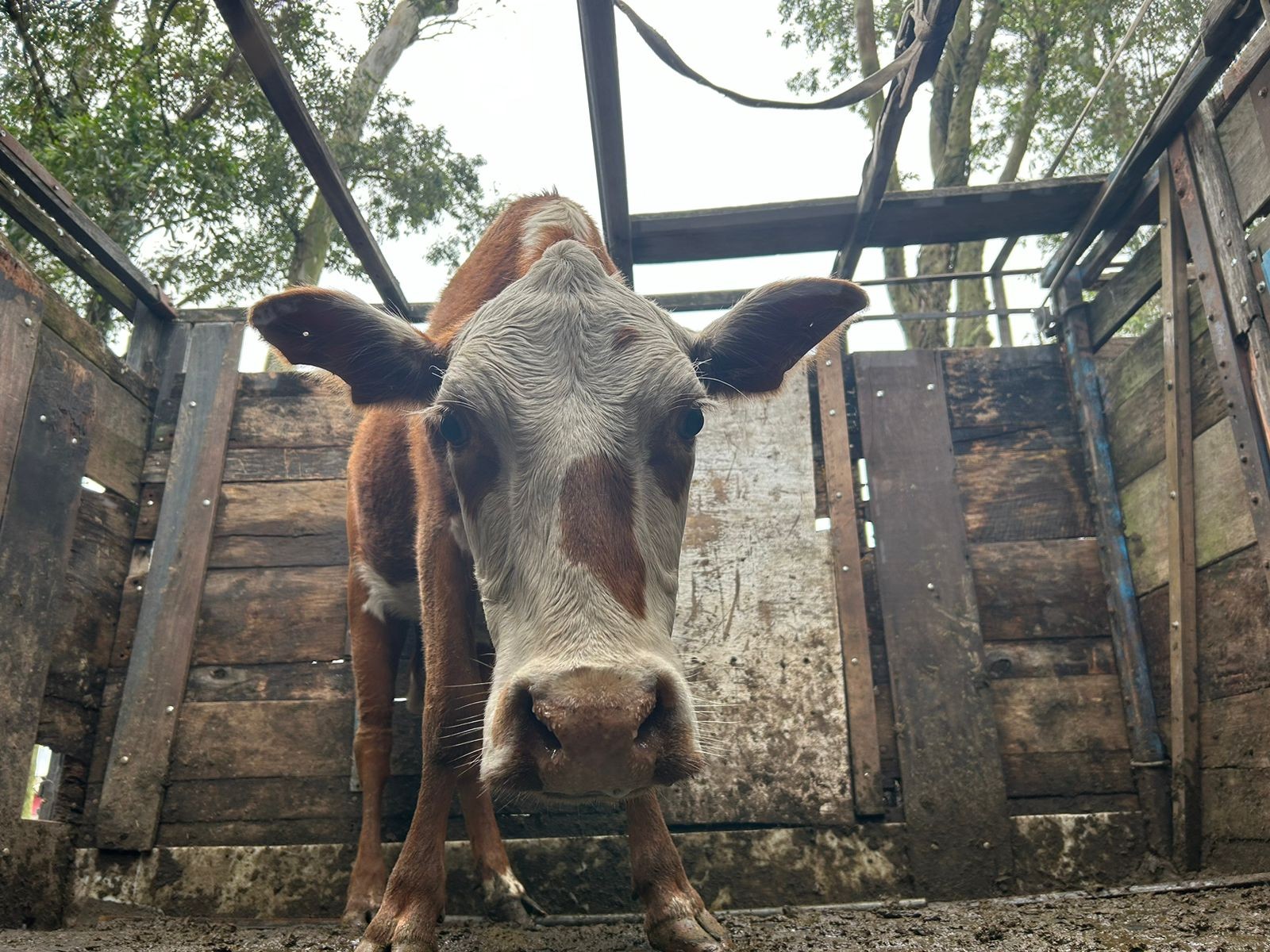 Polícia Civil intercepta transporte de animais furtados em Rio Grande