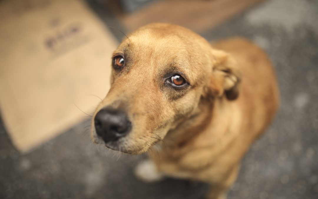 MP faz acordo e aumenta vagas para atendimento de animais em situação de maus-tratos em RG