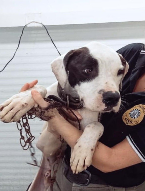 Polícia Civil prende em flagrante mulher por crueldade contra animal doméstico