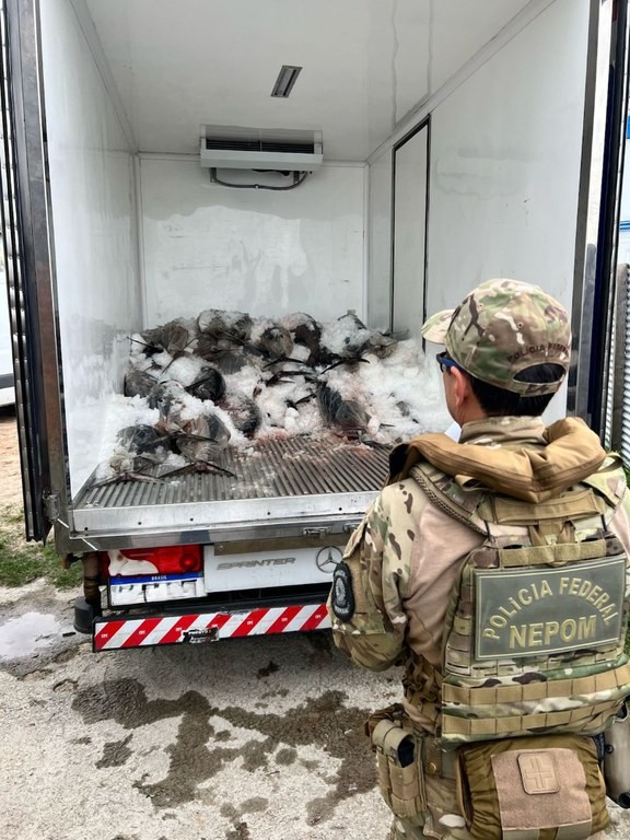 Operação conjunta da PF e Ibama apreende 4,7 toneladas de peixes em Rio Grande e região