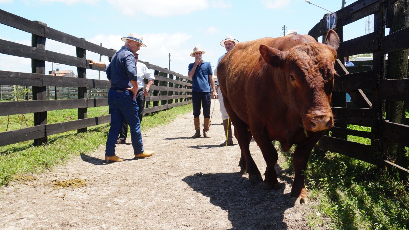 22º Angus Grande do Sul e Balcão de Negócios são destaques desta sexta (15) na 50ª Expofeira 