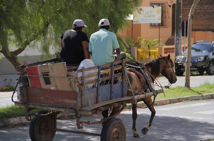 Prefeitura do Rio Grande convoca condutores de veículos de tração animal para regularização e benefícios