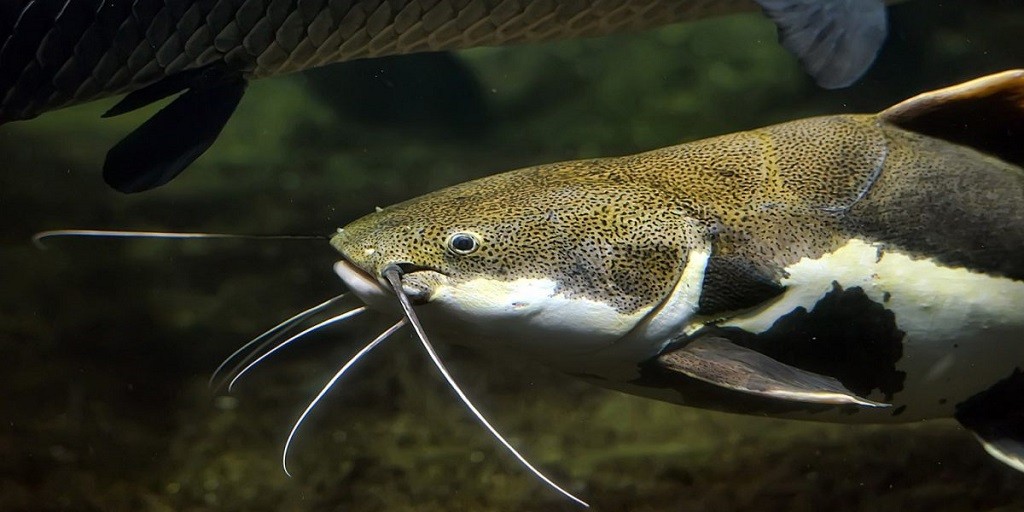 Justiça Federal mantém restrição à pesca de bagres na Lagoa dos Patos e reforça proteção de espécies ameaçadas