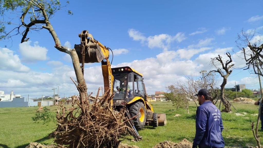 Prefeitura realiza o transplante de 43 árvores da Avenida Luiz Leivas Otero para área verde próxima