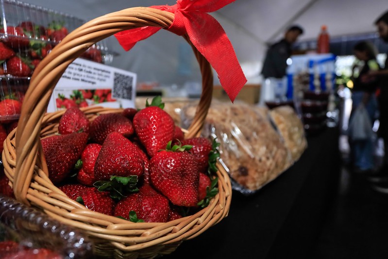 Feira do Morango de Pelotas supera expectativas e vende quase 8 toneladas de fruta em um mês