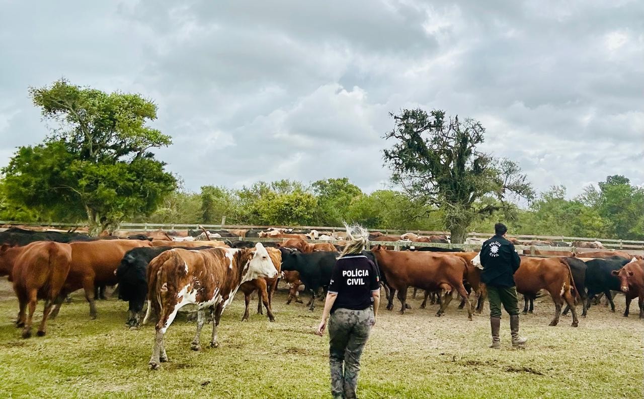 Polícia recupera mais nove bovinos e amplia investigações sobre furtos na zona rural de Rio Grande